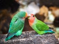 Two (couple) lovebird cute parrots sitting on the natural background. Colorful pink, green parrotÃ¢â¬â¢s birdÃ¢â¬â¢s portrait.